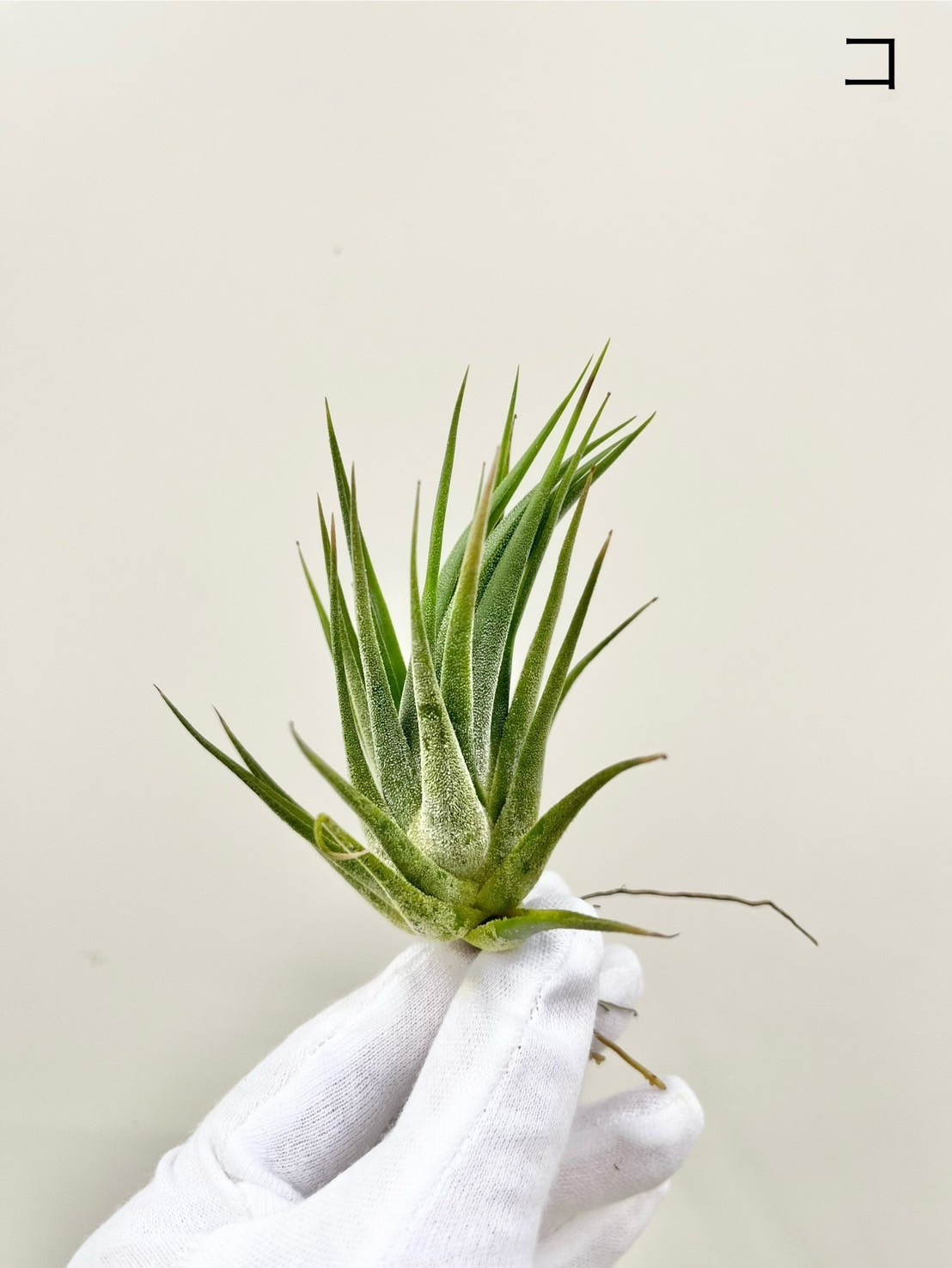 も】ティランジア イオナンタ×セレリアナ ionantha×seleriana | 村長の