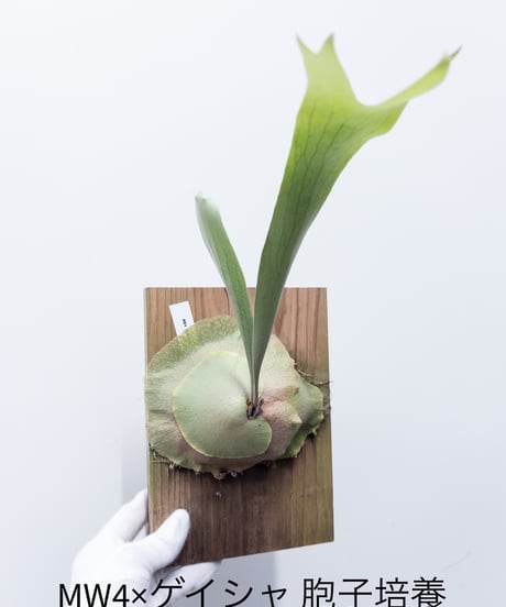 ビカクシダ MW9 タグ付き 村長の直売所 ビカクシダ MW9 タグ付き 村長