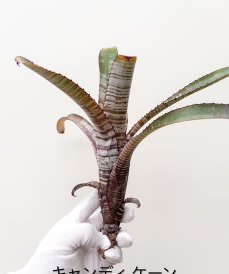 CATEGORY Plants | 村長の直売所