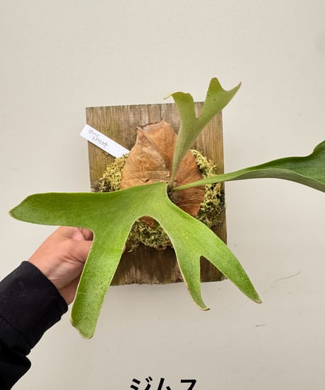 CATEGORY Plants | 村長の直売所