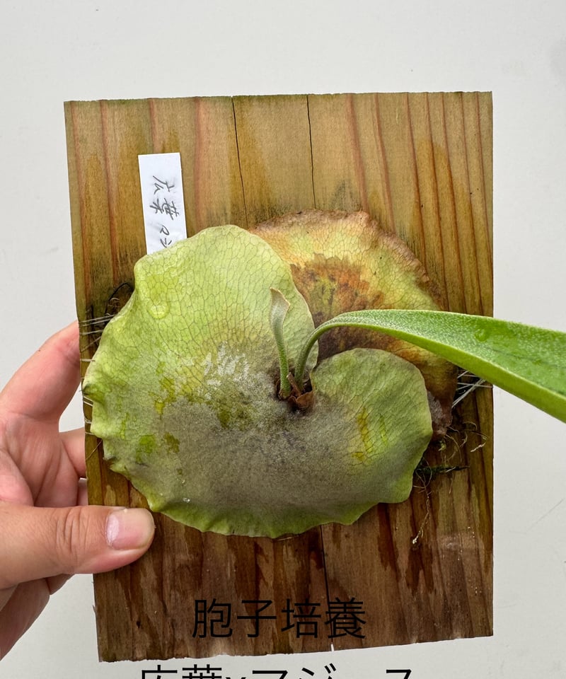 ひ】ビカクシダ胞子培養 広葉xマジュス □黒ラベル□ | 村長の直売所