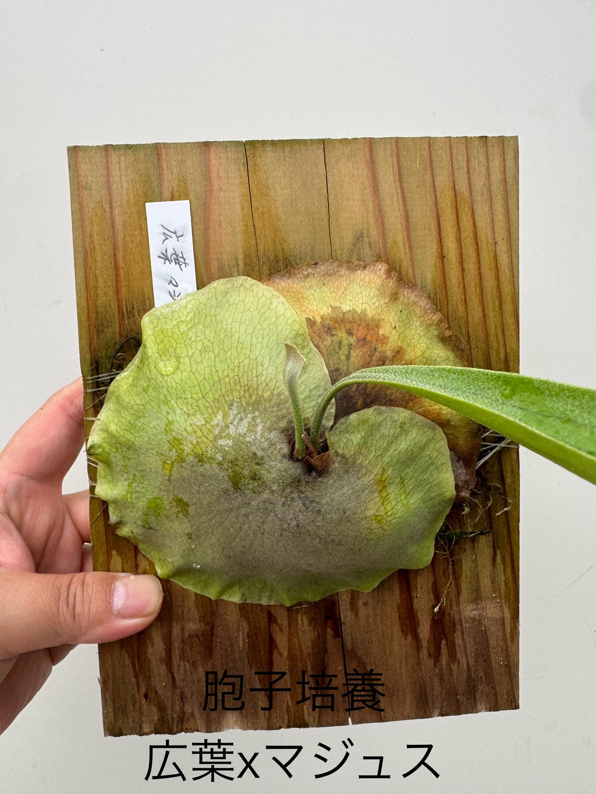 ひ】ビカクシダ胞子培養 広葉xマジュス □黒ラベル□ | 村長の直売所