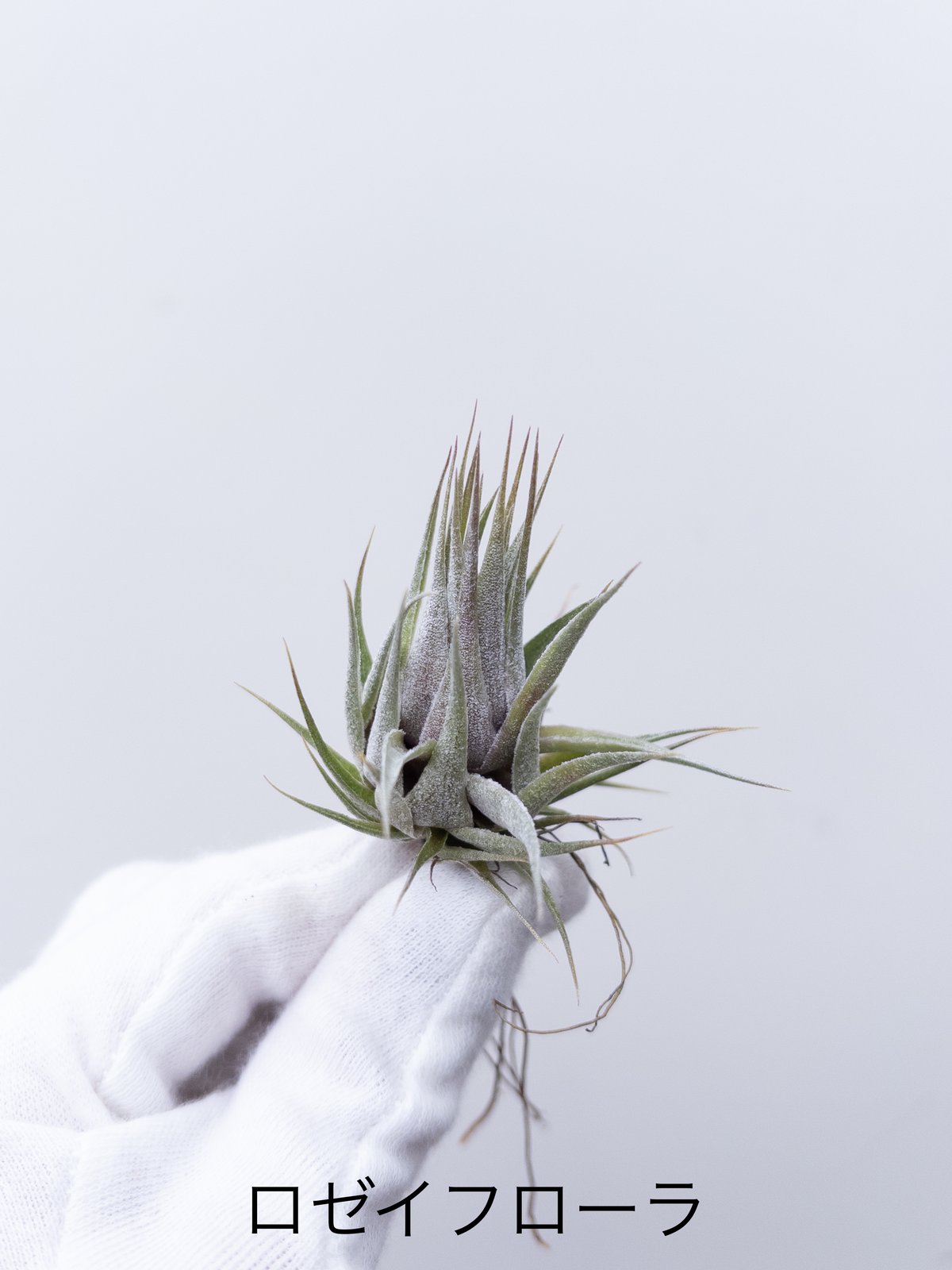 ふ】ティランジア ロゼイフローラ roseiflora | 村長の直売所