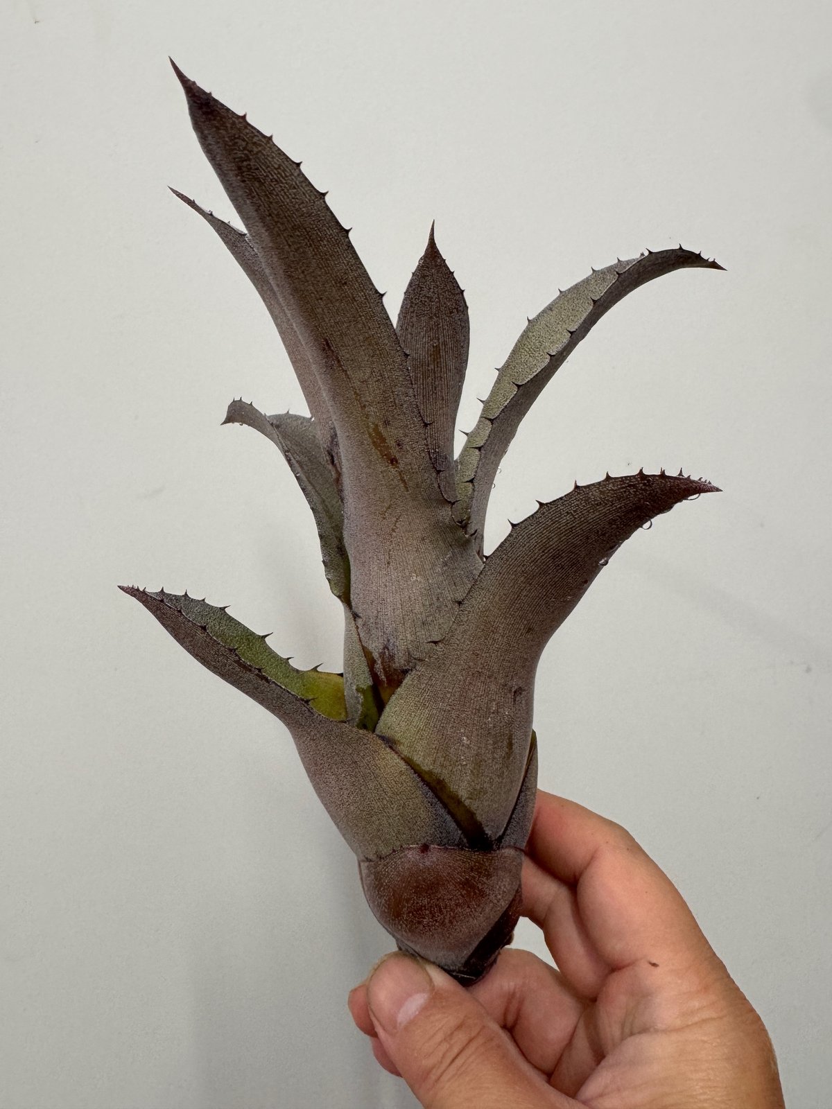 ホヘンベルギアNo.19 (Pennae×sp Brazil Red) | 村長の直売所 ホヘンベルギアNo.19 (Pennae×sp Brazil Red) | 村長の直売所