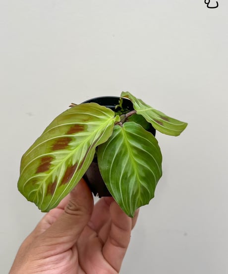 ITEM | 村長の直売所