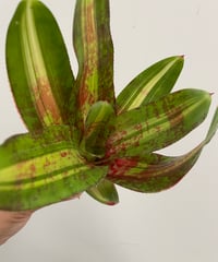 ゆ】ビカクシダ モリフィー2(仮名) | 村長の直売所