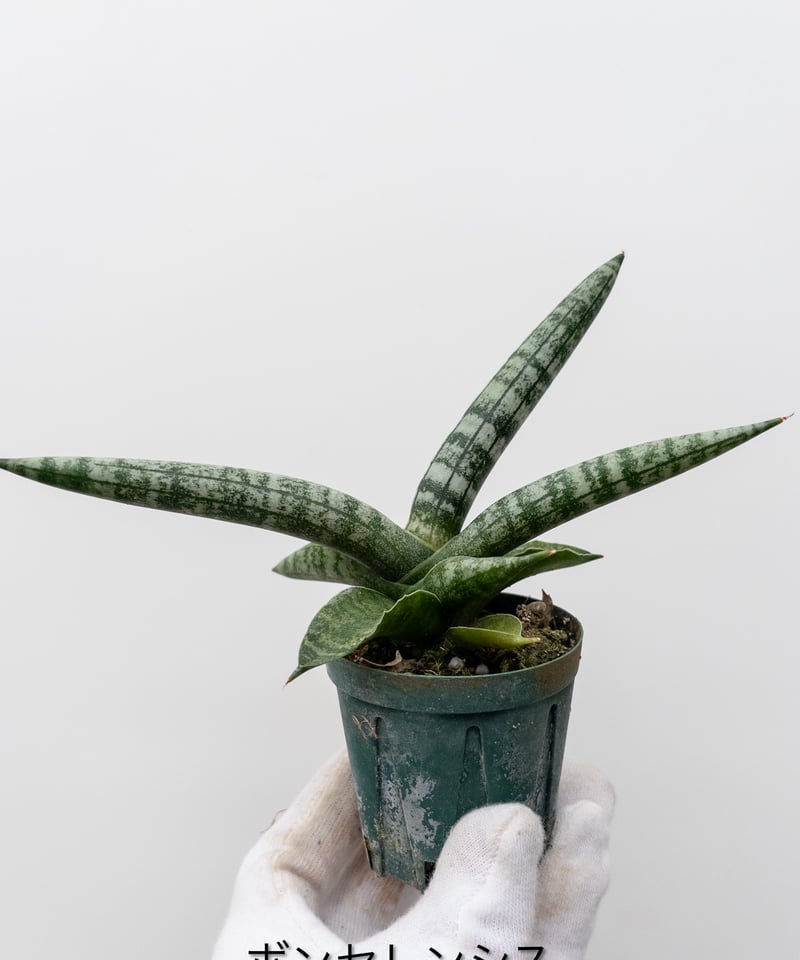 ひ】サンセベリア ボンセレンシス | 村長の直売所