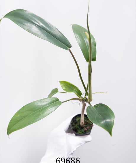 ビカクシダ MW9 タグ付き 村長の直売所 2025年最新】村長の直売所の