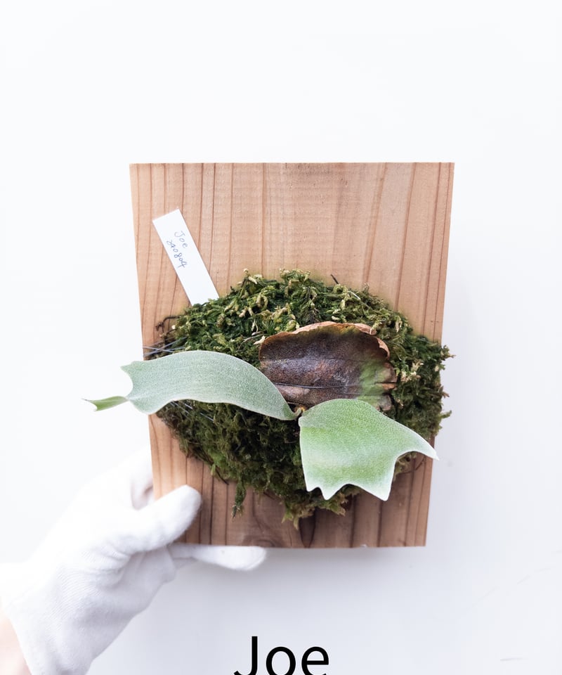 4】ビカクシダ 板付け Joe | 村長の直売所