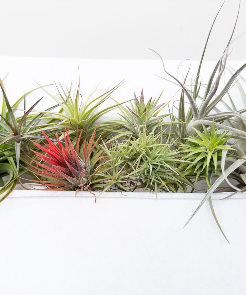 健太郎】ティランジア2点セット 健太郎】ティランジア2点セット 健太郎