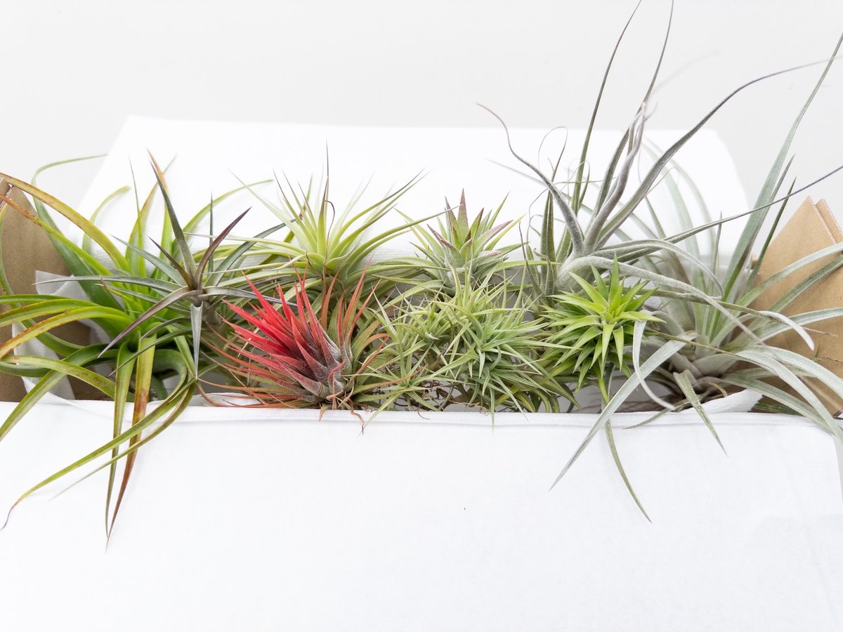 s*s様 ティランジア　ヒルダエ　3株セット お得 s*s様 ティランジア ヒルダエ 3株セット お得 s*s様 ティランジア