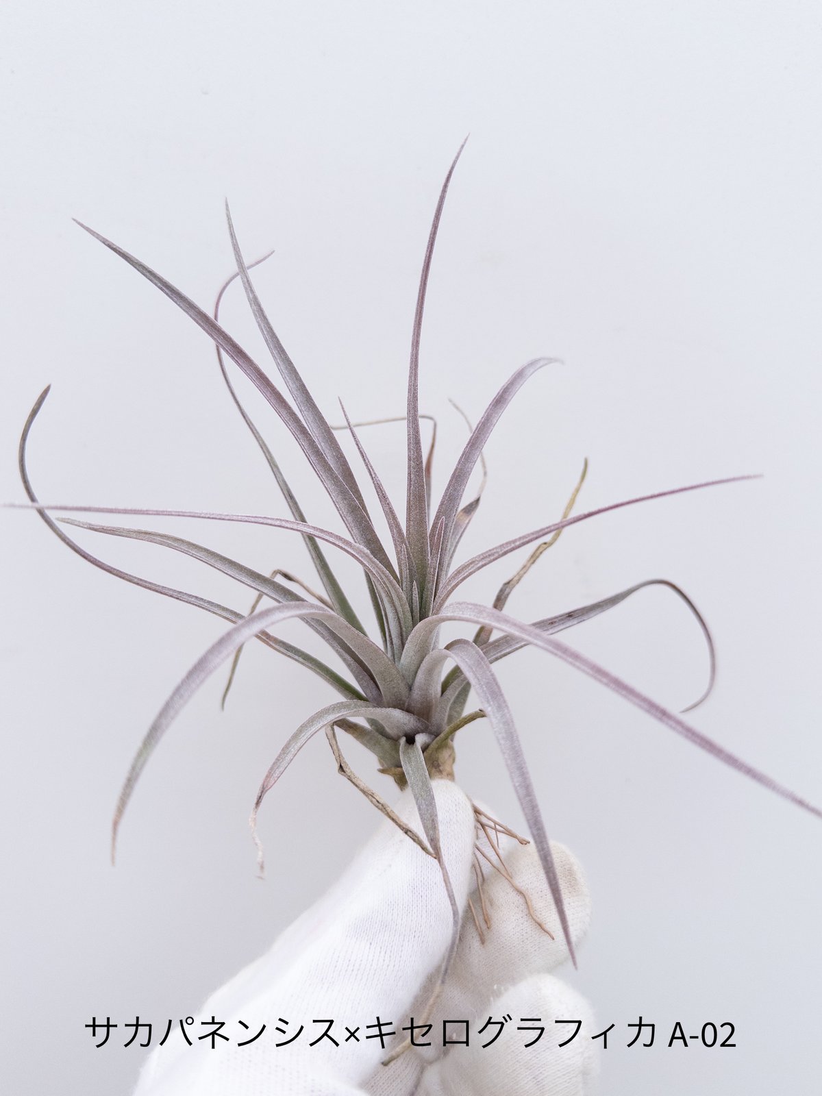 5】ティランジア zacapanensis × xerographica Grex A02