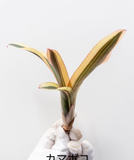 CATEGORY Plants | 村長の直売所