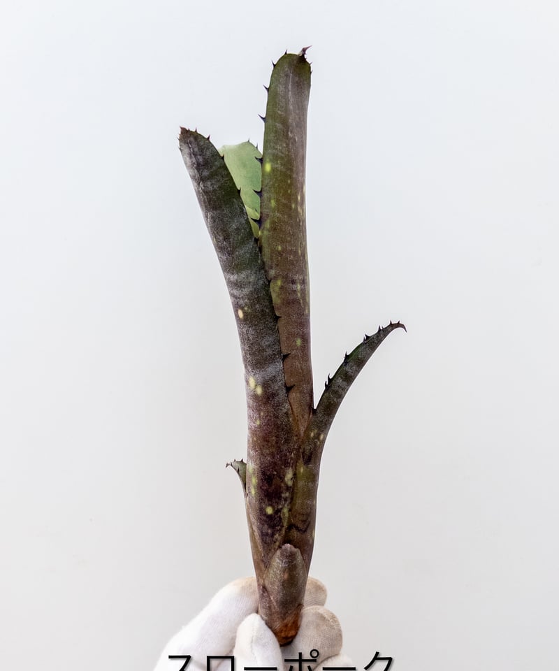 ビルベルギア スローポーク Billbergia 'Slow Poke' Vinzant L