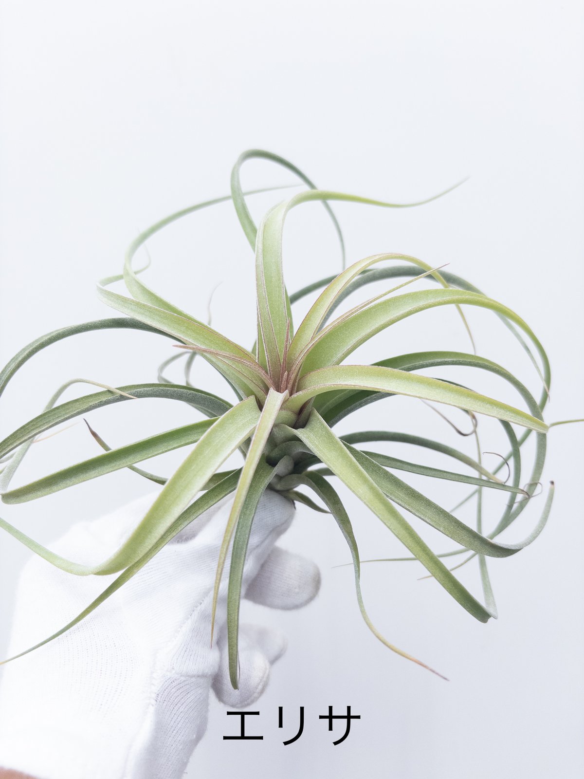 に*ぇ様 【希少】ティランジア・ロゼイフローラ☆村長の直売所# や】ティランジア エリサ | 村長の直売所