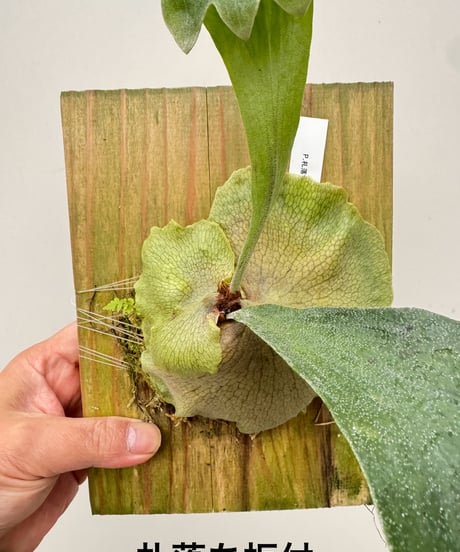 CATEGORY Plants | 村長の直売所