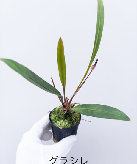 CATEGORY Plants | 村長の直売所