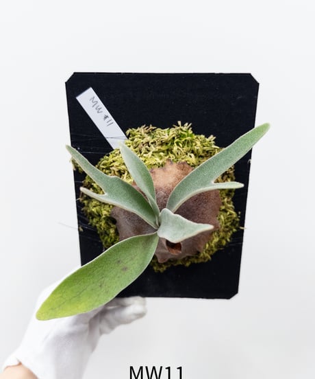 CATEGORY Plants | 村長の直売所