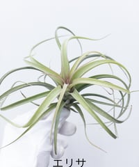 の】ネオレゲリア 【（Carolinae×Concentrica）×Hannibal L】×
