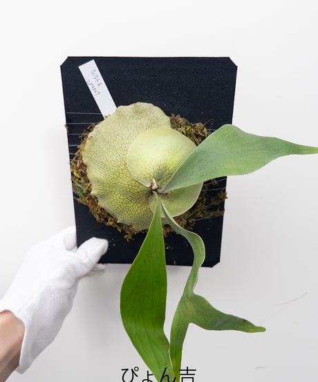ITEM | 村長の直売所