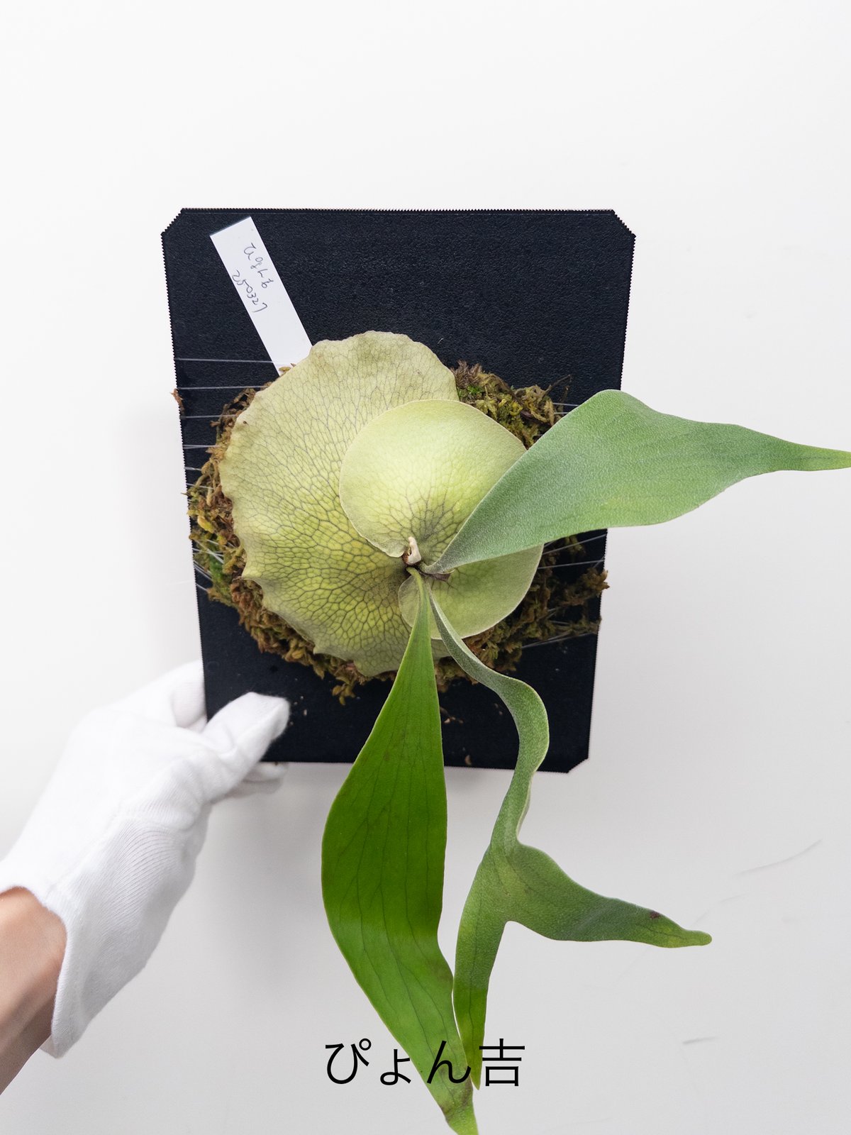 と】ビカクシダ ぴょん吉 PBP | 村長の直売所