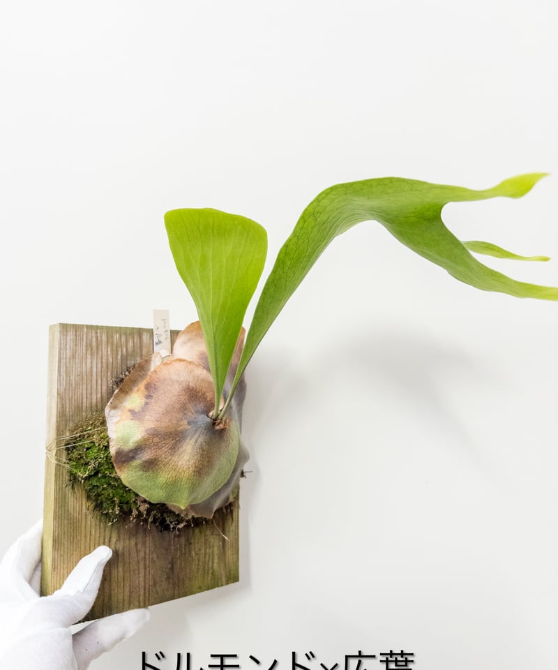 18】ビカクシダ (ドルモンド 広葉) 胞子培養 | 村長の直売所