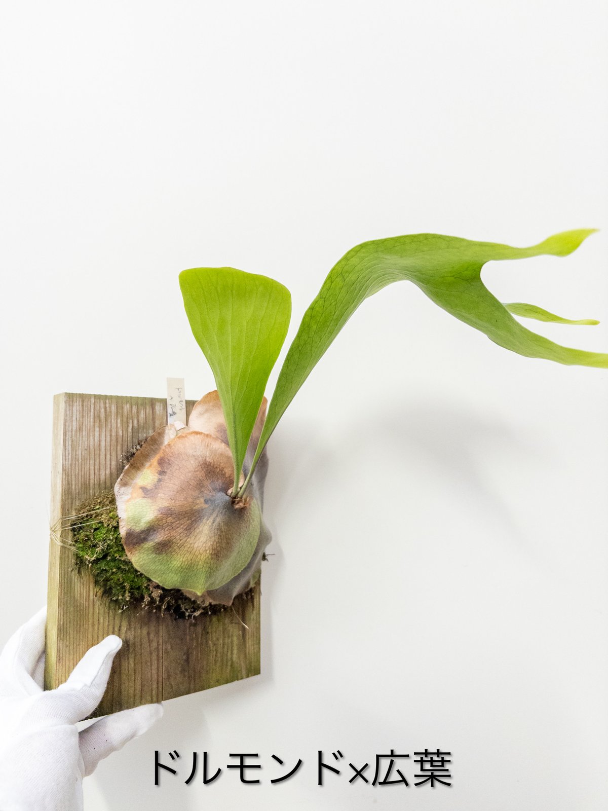 C*o様 ビカクシダ金童 胞子葉一枚 胞子付き ビカクシダ インフィニティ 胞子葉 ., 🎥ビカラプス, 🥦P. Sword