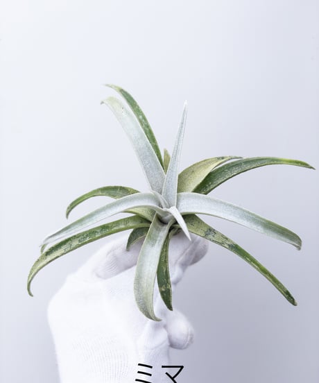 に*ぇ様 【希少】ティランジア・ロゼイフローラ☆村長の直売所# に*ぇ様 【希少】ティランジア・ロゼイフローラ☆村長の直売所#