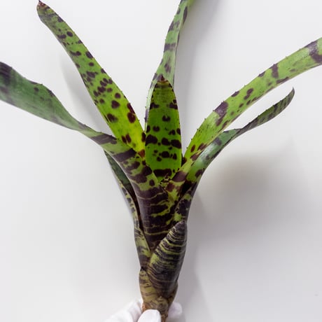 CATEGORY Plants | 村長の直売所