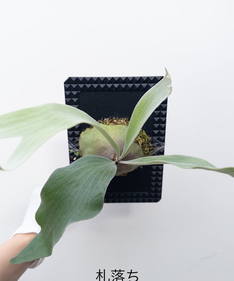 X】ビカクシダ 札落ち PBP ※ラベルなし | 村長の直売所