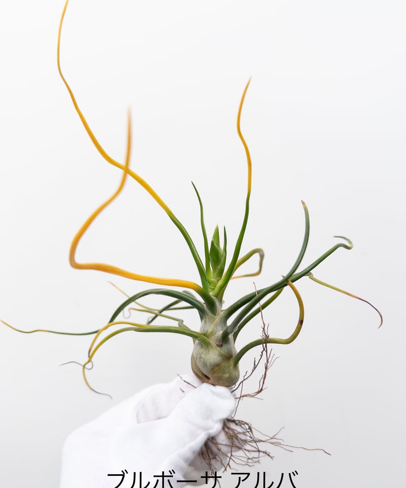J】ティランジア ブルボーサ アルバ bulbosa forma alba 花芽付 | 村