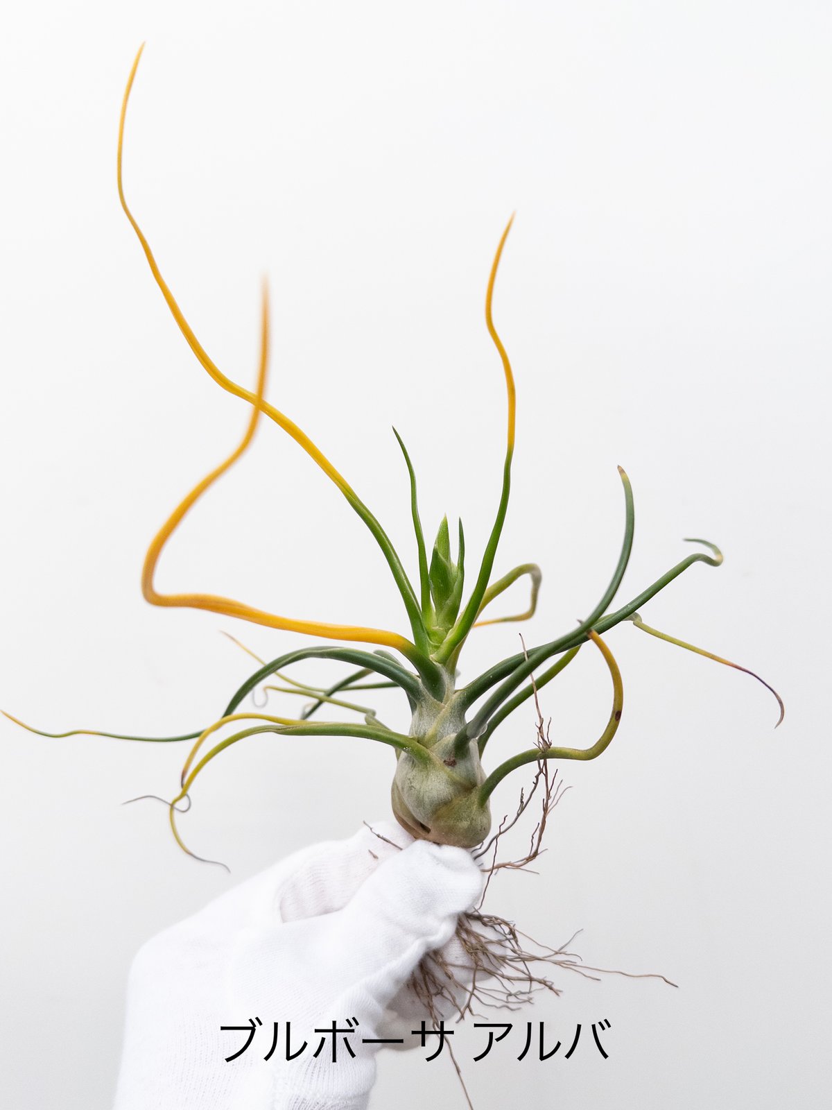 J】ティランジア ブルボーサ アルバ bulbosa forma alba 花芽付 | 村