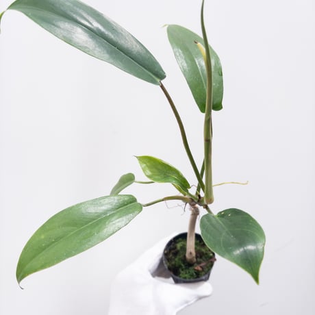 CATEGORY Plants | 村長の直売所
