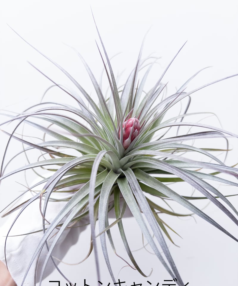 S】ティランジア コットンキャンディ Cotton Candy 花芽付 | 村長の直売所