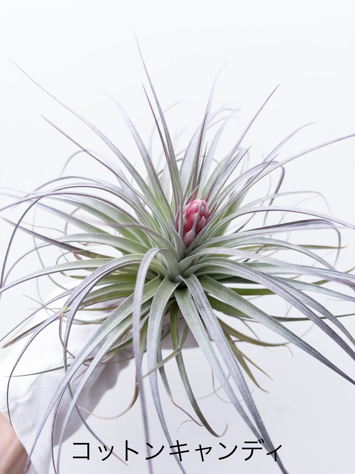 S】ティランジア コットンキャンディ Cotton Candy 花芽付 | 村長の直売所