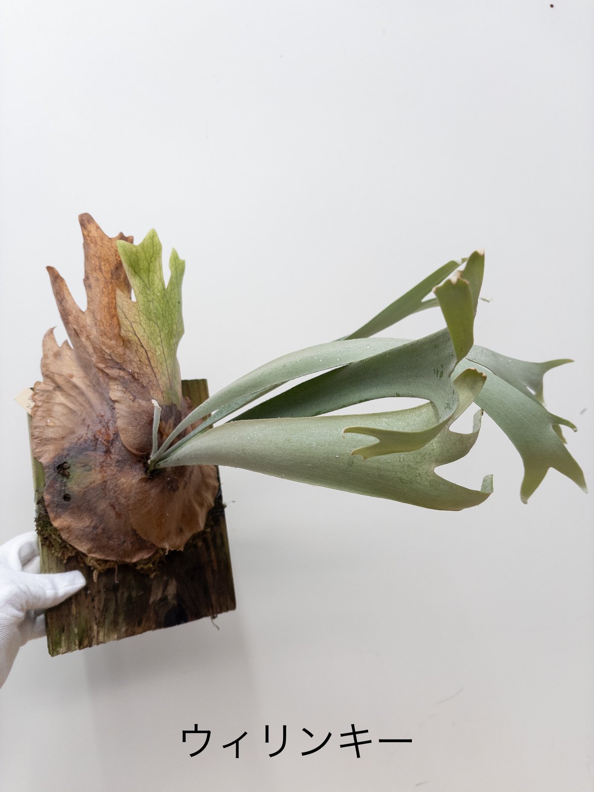 2】ビカクシダ ウィリンキー 胞子培養 ※送料高い | 村長の直売所