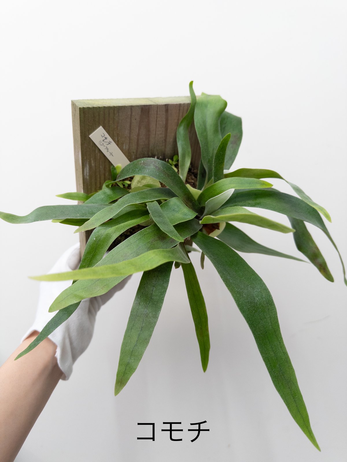 そ】ビカクシダ コモチ | 村長の直売所