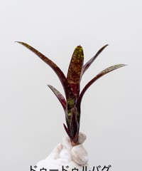 村長の直売所 ビカクシダ モリフィー2 仮名 け】ビカクシダ モリフィー