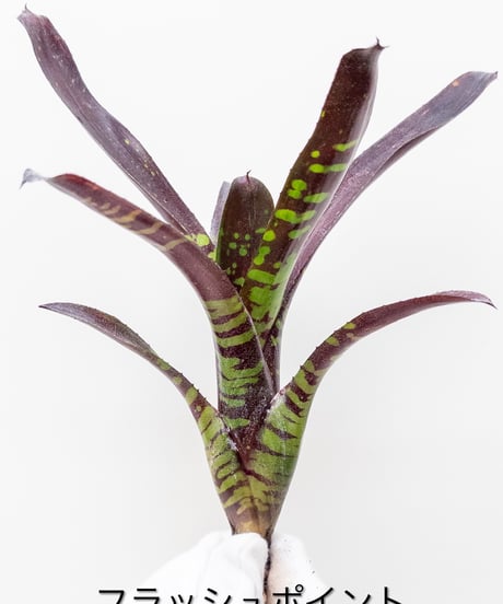 CATEGORY Plants | 村長の直売所