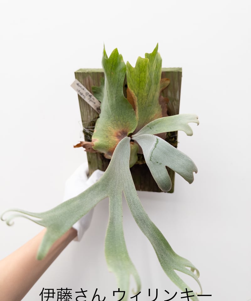 15】ビカクシダ ウィリンキー 伊藤 | 村長の直売所