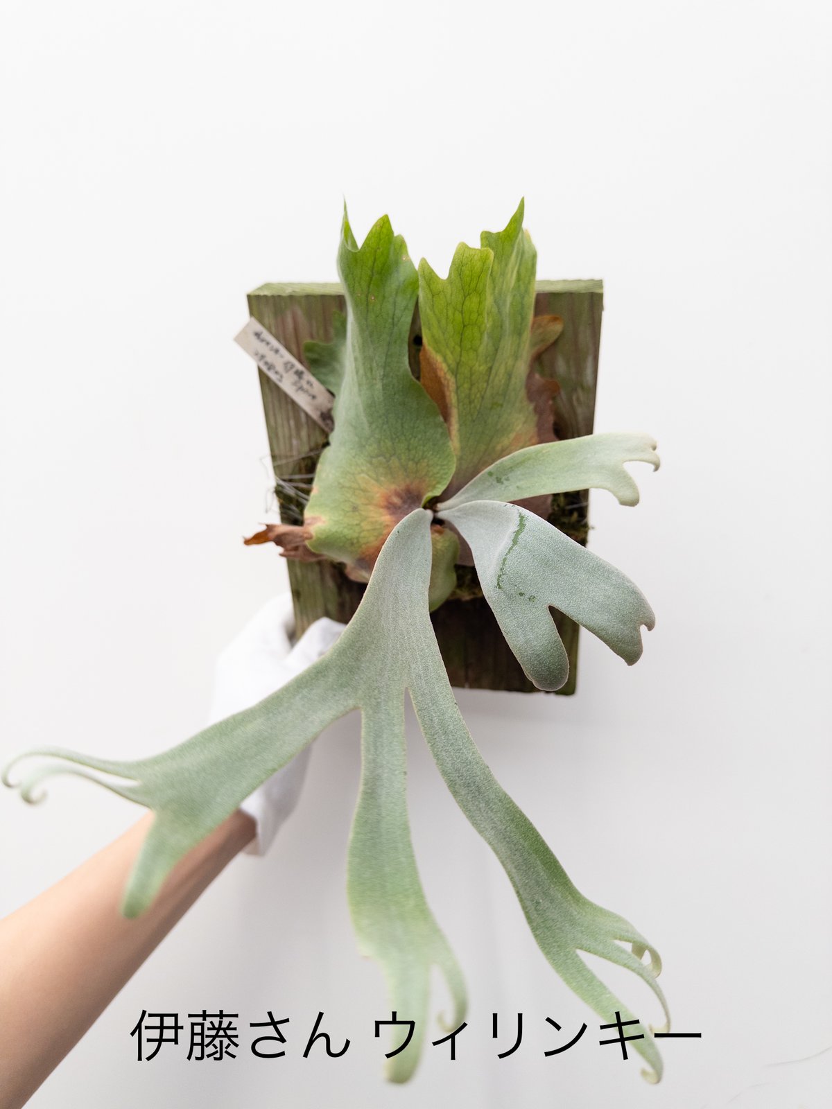 15】ビカクシダ ウィリンキー 伊藤 | 村長の直売所