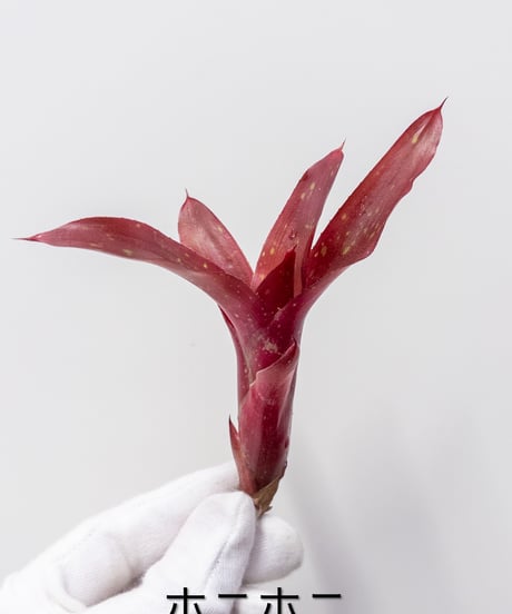 CATEGORY Plants | 村長の直売所