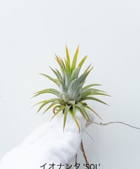 14】ビカクシダ マナ | 村長の直売所