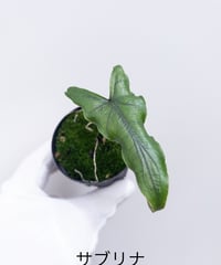 シンゴニウム　フレンチマーブル　小苗① シンゴニウム フレンチマーブル Syngonium podophyllum 'French M