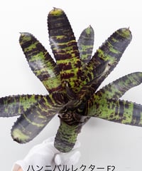 に*ぇ様 【希少】ティランジア・ロゼイフローラ☆村長の直売所# に*ぇ様 【希少】ティランジア・ロゼイフローラ☆村長の直売所# に*ぇ