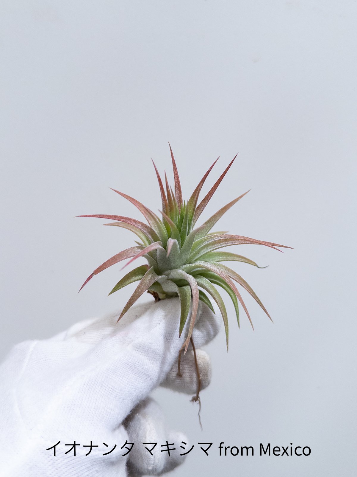 せ】ティランジア イオナンタ マキシマ ionantha Maxima from MEXI