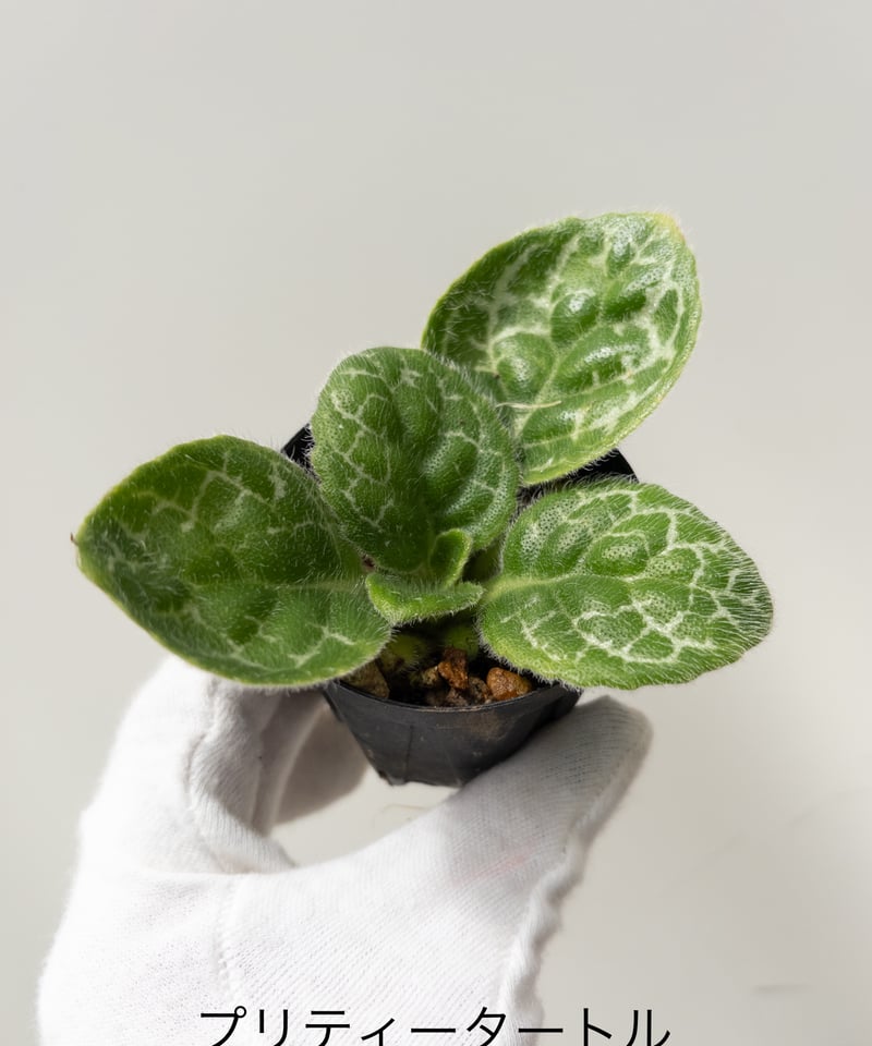 ストレプトカーパスプリティタートル