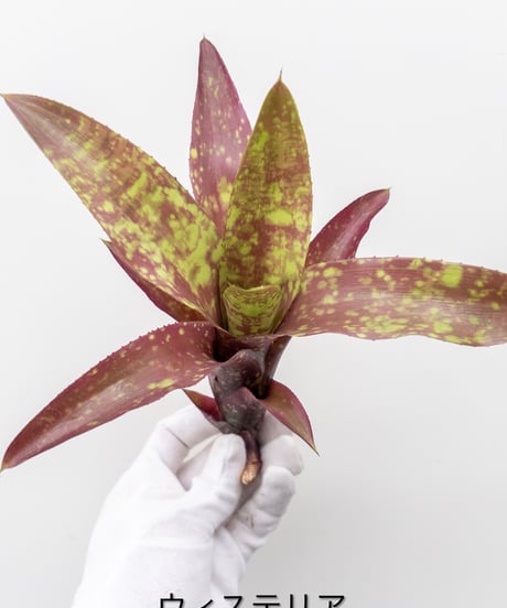 CATEGORY Plants | 村長の直売所
