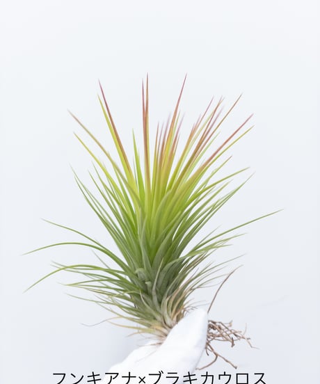 CATEGORY Plants | 村長の直売所