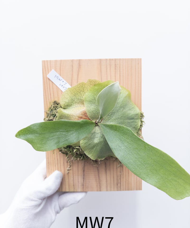 ミームン　ビカクシダ い】ビカクシダ MW7 | 村長の直売所